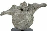 Hadrosaur (Maiasaura) Vertebra w/ Metal Stand - Montana #227770-6